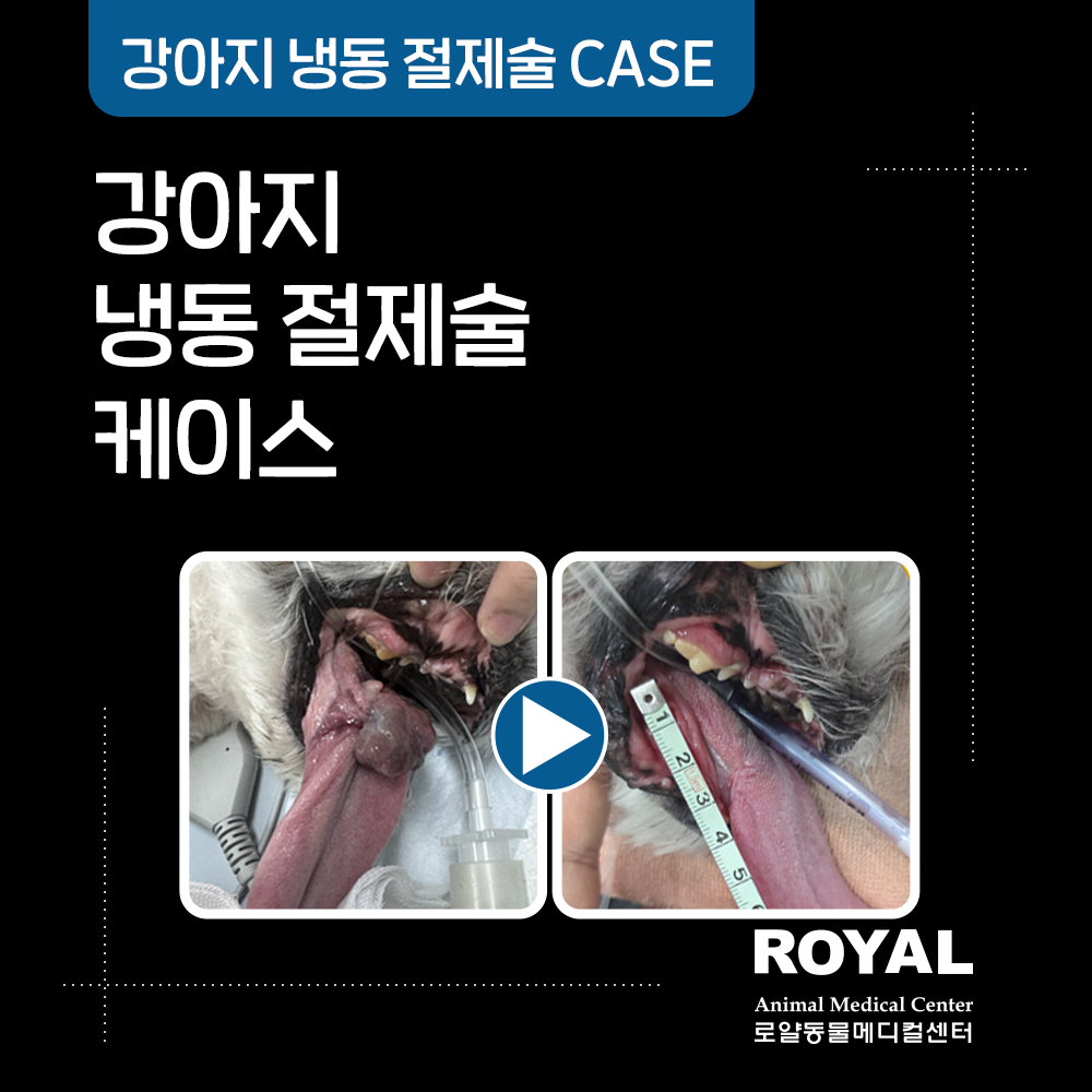 강아지 냉동 절제술 케이스02