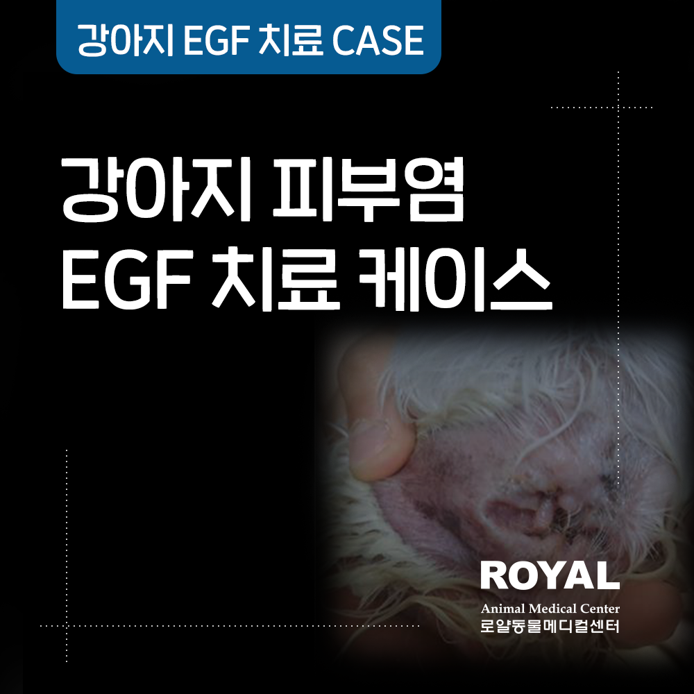 강아지 피부염 EGF 치료 케이스