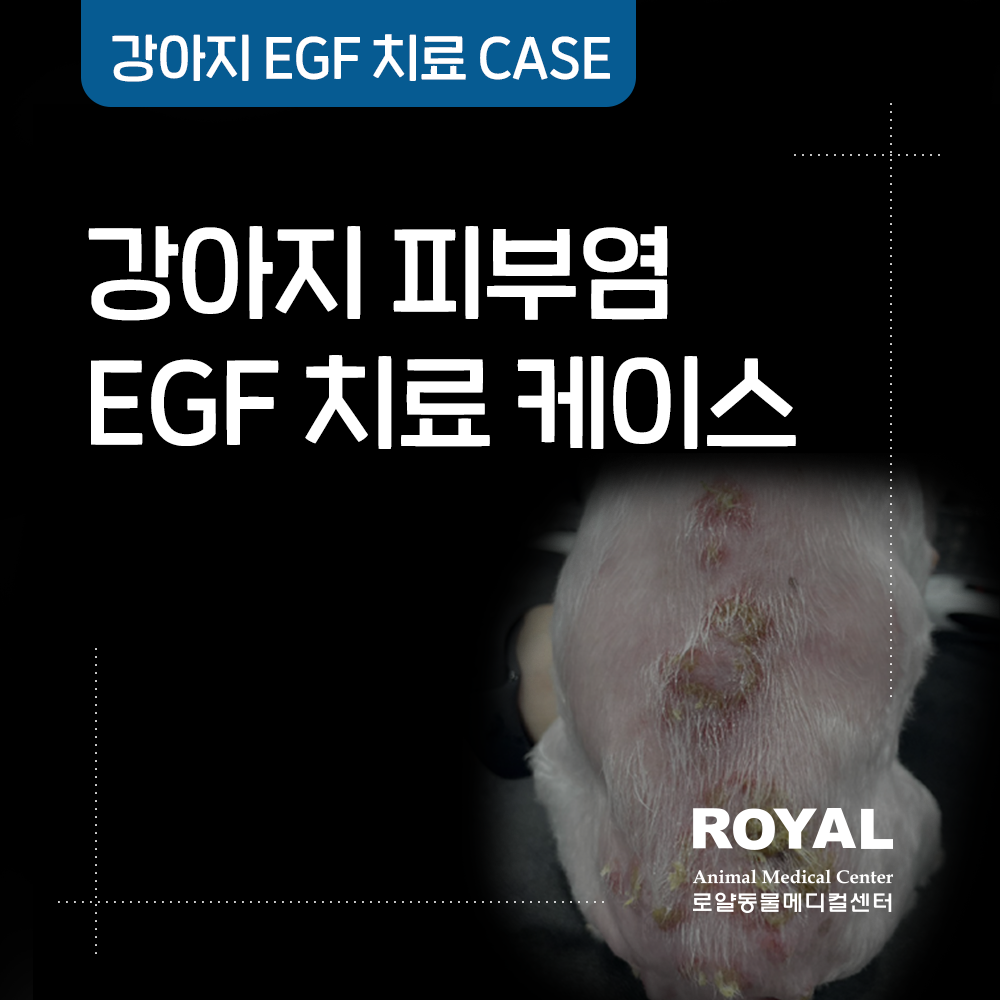 강아지 피부염 EGF 치료 케이스