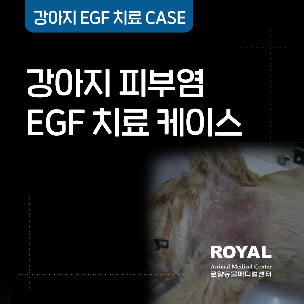 강아지 피부염 EGF 치료 케이스