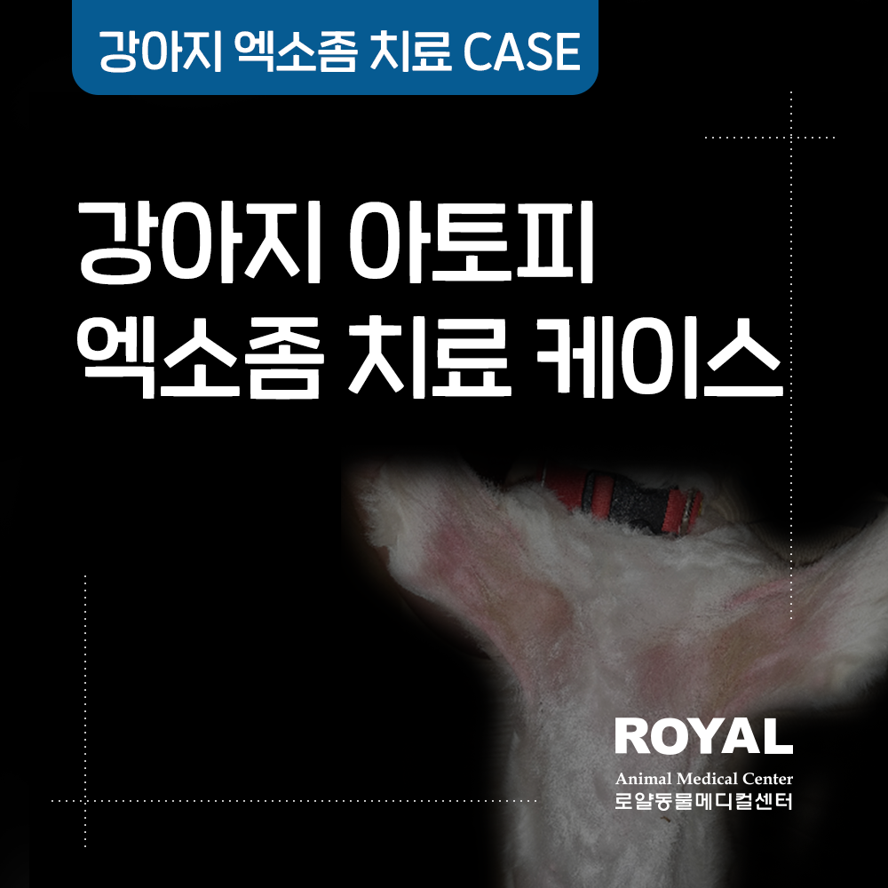 강아지 아토피 엑소좀 치료 케이스