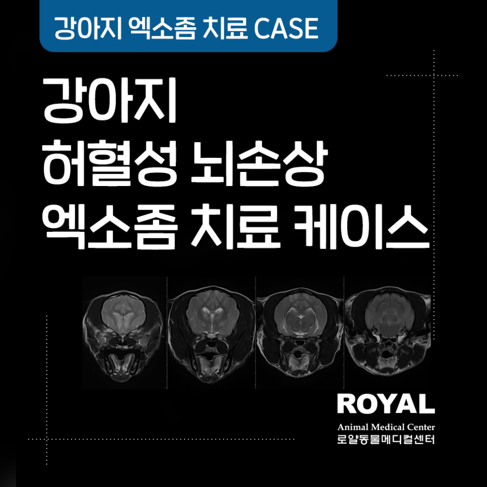 강아지 허혈성 뇌손상 엑소좀 치료 케이스2