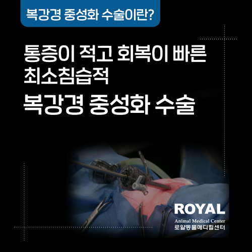 복강경 중성화 수술 케이스1