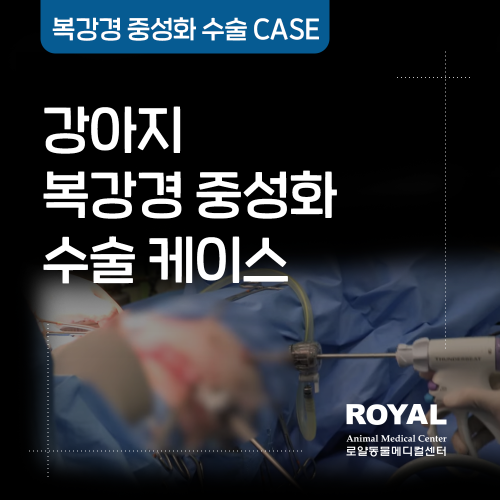 강아지 복강경 중성화 수술 케이스2