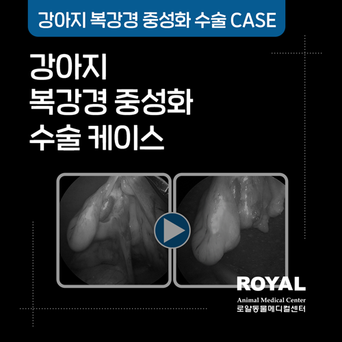 강아지 복강경 중성화 수술 케이스3