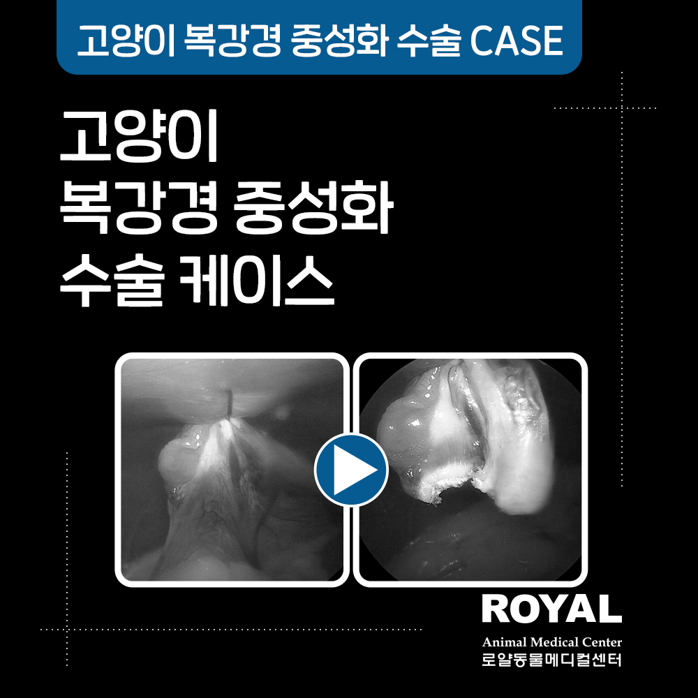 고양이 복강경 중성화 수술 케이스5