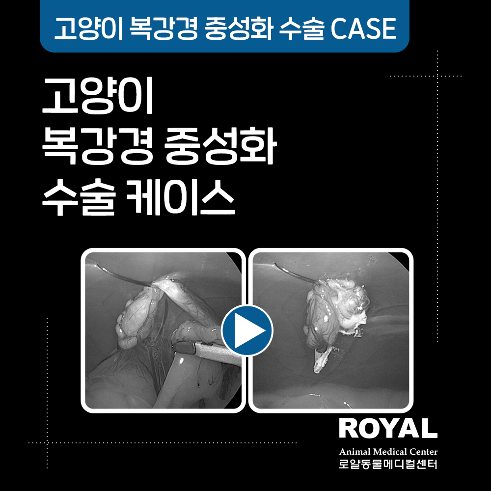 고양이 복강경 중성화 수술 케이스6