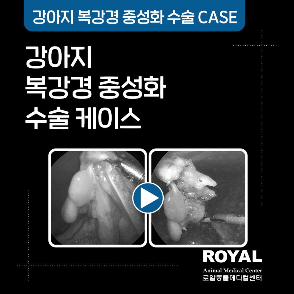 고양이 복강경 중성화 수술 케이스7