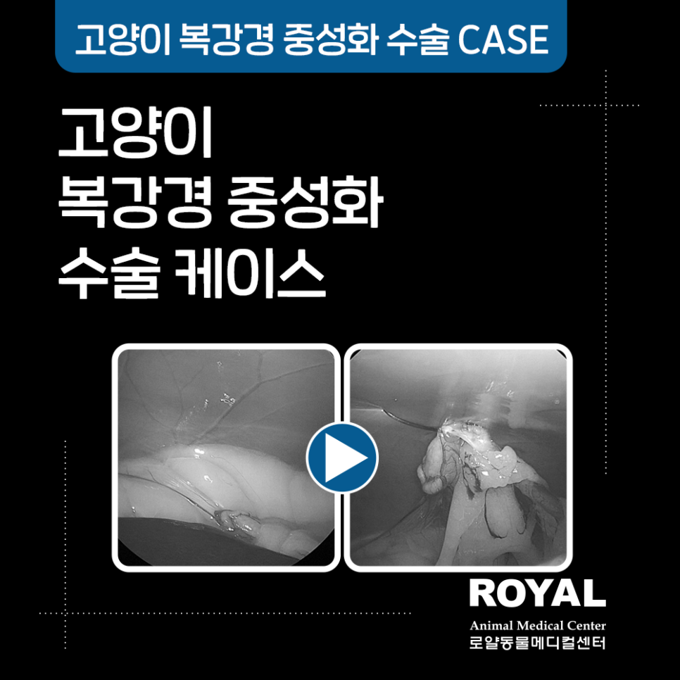 고양이 복강경 중성화 수술 케이스8