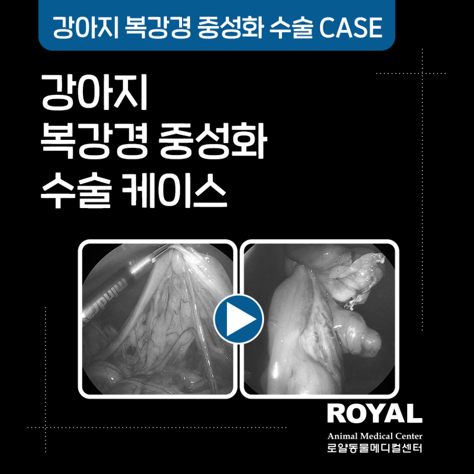 고양이 복강경 중성화 수술 케이스9