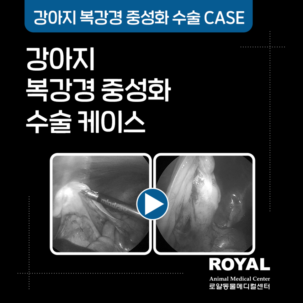 고양이 복강경 중성화 수술 케이스10