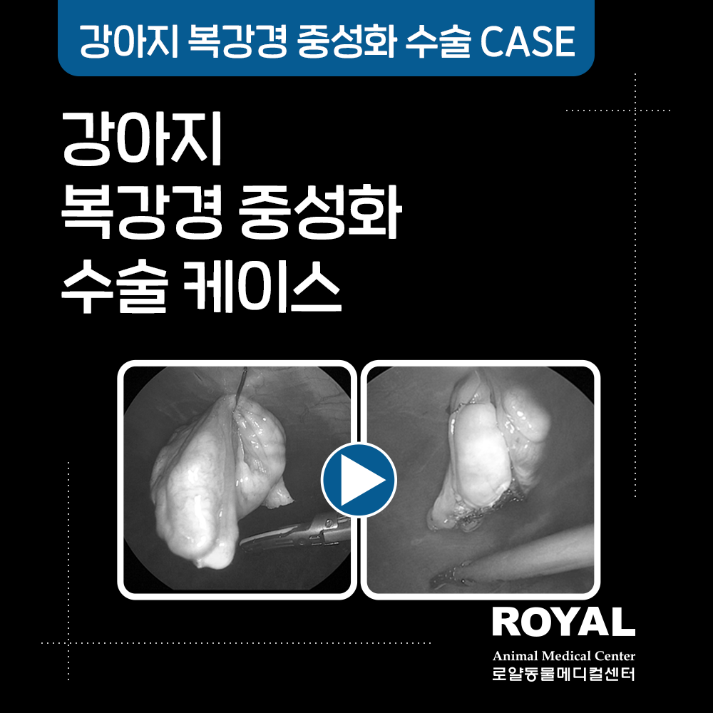 강아지 복강경 중성화 수술 케이스11
