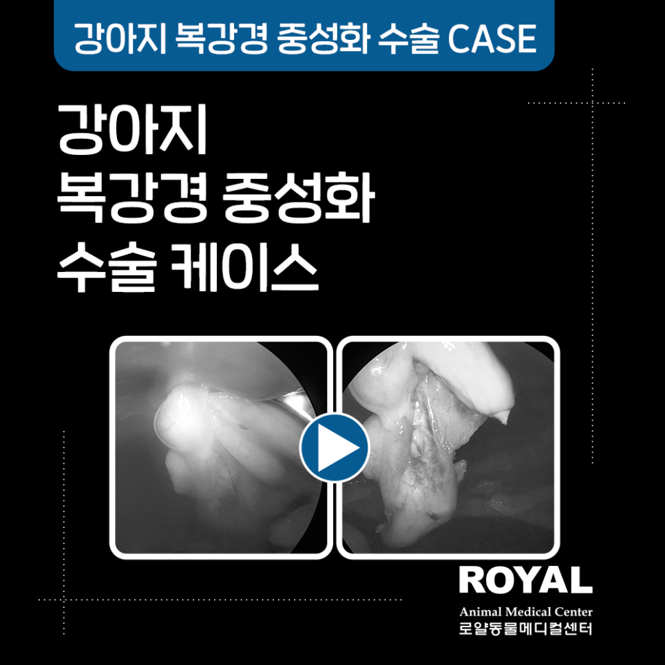 강아지 복강경 중성화 수술 케이스12