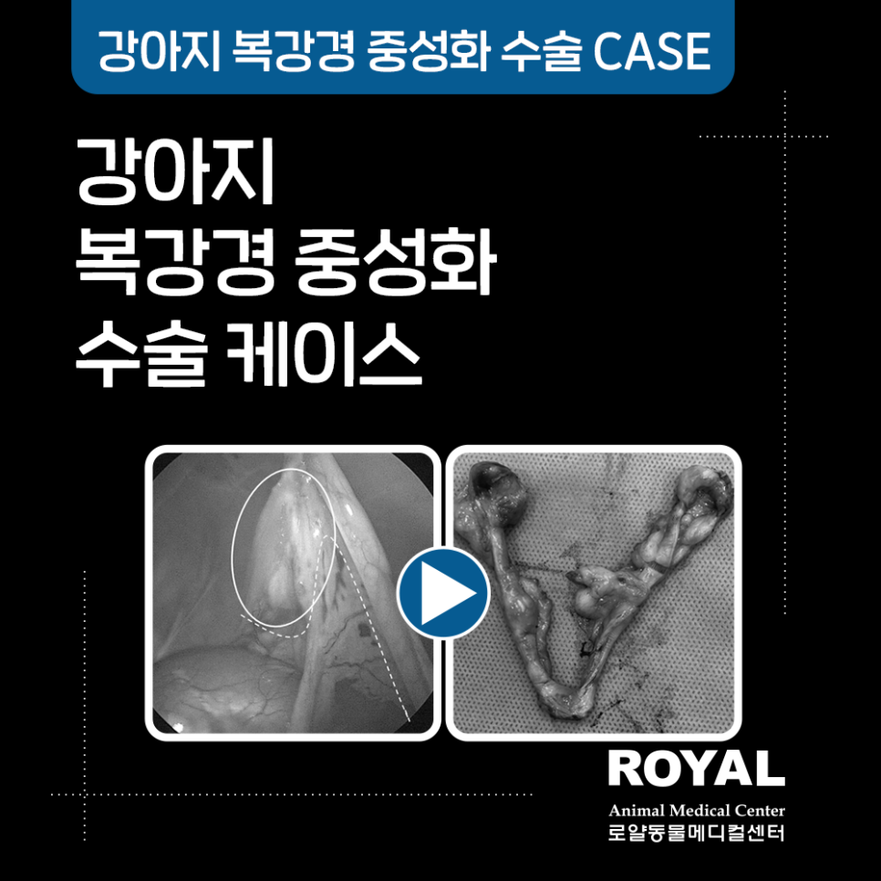 강아지 복강경 중성화 수술 케이스13